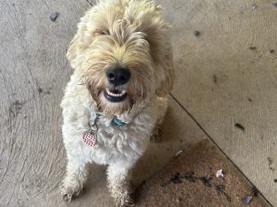 Spoodle – Woongarrah