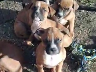 American Bulldog – Hampton Park