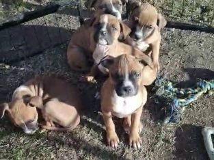 American Bulldog – Hampton Park