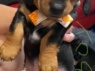 Miniature Dachshund – Currimundi