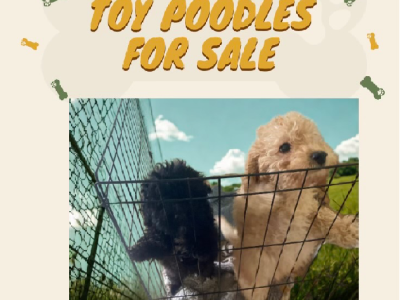 Toy Poodle – Sydney