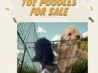 Toy Poodle – Sydney