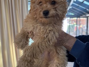 Toy Poodle – Nunawading