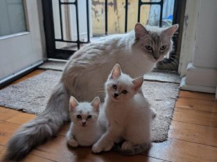 Ragdoll – Marrickville