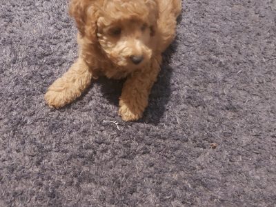 Poodle Mini – Bega