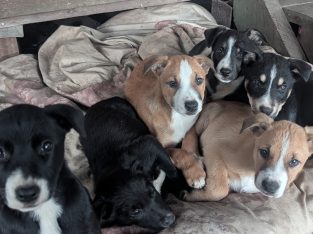 Other Dogs – Maffra