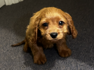 Cavoodle – Saint Andrews