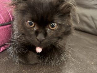 Cats – Catherine Field