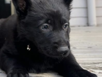 German Shepherd – Deception Bay