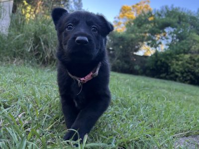 German Shepherd – Deception Bay