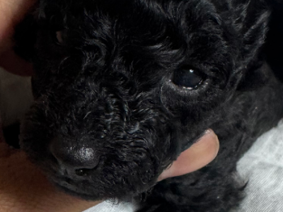 Toy Poodle – Tarneit