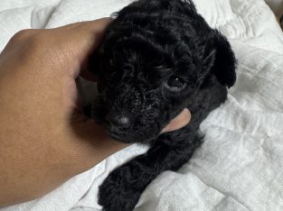 Toy Poodle – Tarneit