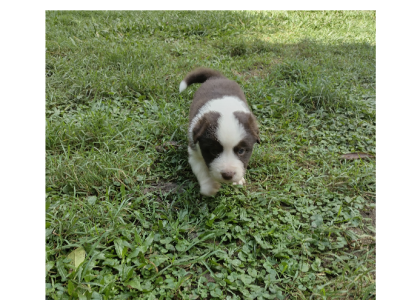 Border Collie – Kawungan