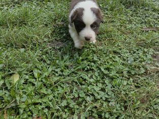 Border Collie – Kawungan
