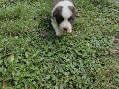 Border Collie – Kawungan