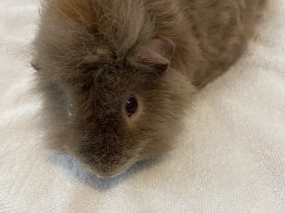 Guinea Pig – Kenmore