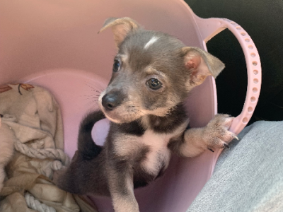 Chihuahua – West Melbourne