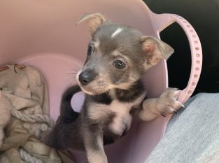Chihuahua – West Melbourne