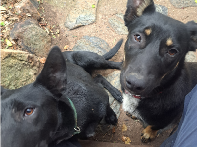 Border Collie Kelpie Cross – Tamworth