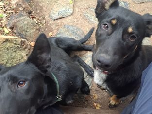 Border Collie Kelpie Cross – Tamworth