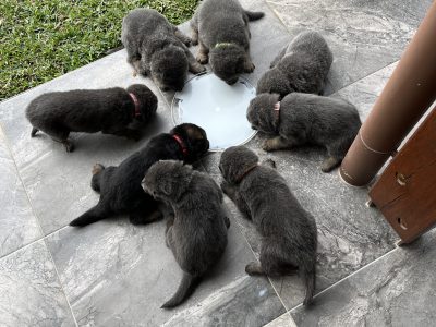 German Shepherd – Craignish