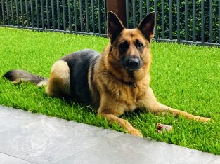 German Shepherd – Craignish