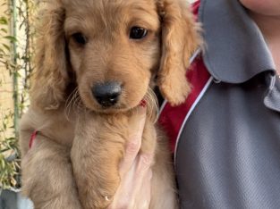 Cavoodle – Canning Vale