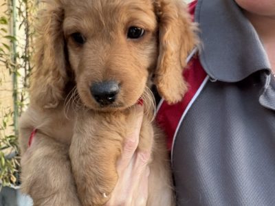 Cavoodle – Canning Vale