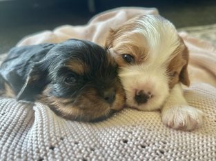 Cavalier King Charles Spaniel – Lowood
