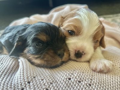 Cavalier King Charles Spaniel – Lowood