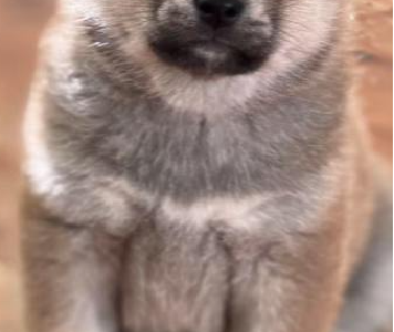 Shiba Inu – Leppington