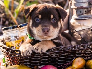 Australian Kelpie – Lucknow