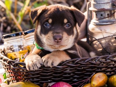 Australian Kelpie – Lucknow