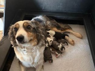 Border Collie – Parkes