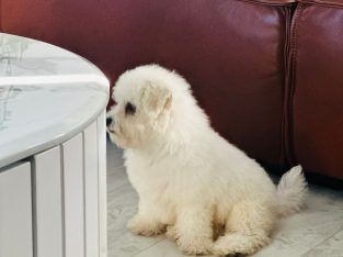 Bichon Frise – Piara Waters