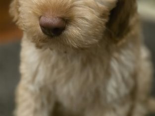 Goldendoodle – Prestons