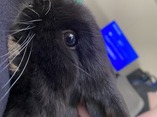 Rabbit – Gungahlin