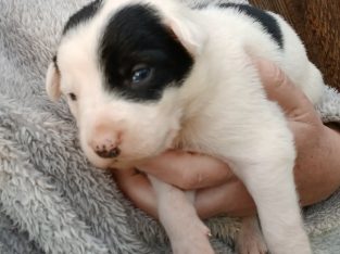 Border Collie – Killarney