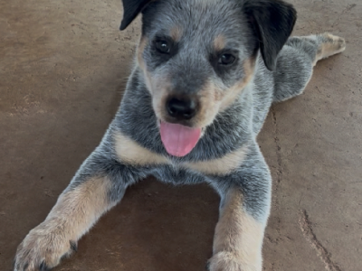 Australian Cattle Dog – Darwin