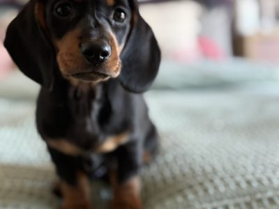 Miniature Dachshund – Bendigo