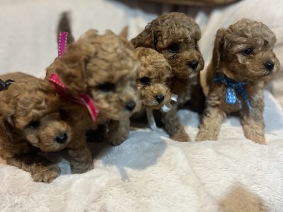 Bichoodle – Caroline Springs