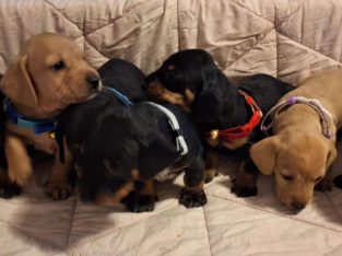 Miniature Dachshund – Springfield Lakes