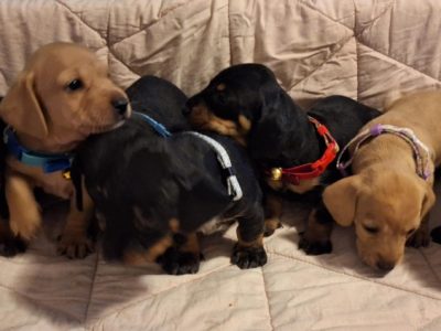 Miniature Dachshund – Springfield Lakes