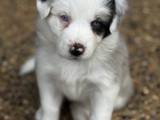 Border Collie – Lammermoor