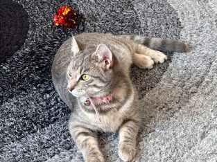 Other Cats – Lynbrook