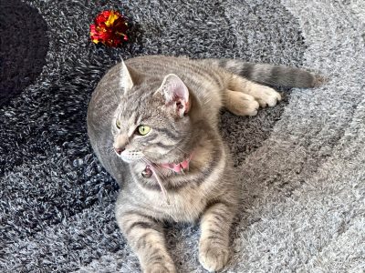 Other Cats – Lynbrook