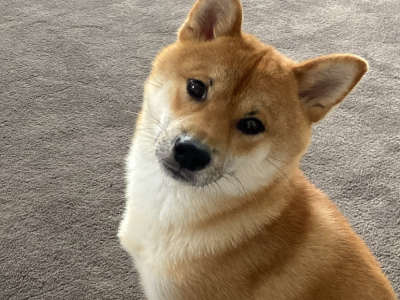 Shiba Inu – Glen Waverley