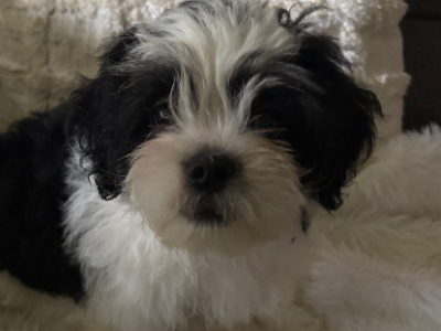 Maltese Shih Tzu – Coomera