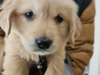Golden Retriever – Parkdale