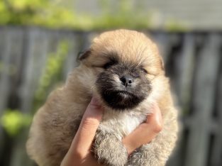 Dogs – Pacific Pines